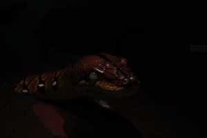 SINGAPORE ZOO (243)
